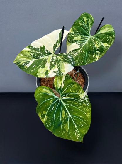 Philodendron Gloriosum Tricolor Variegated
