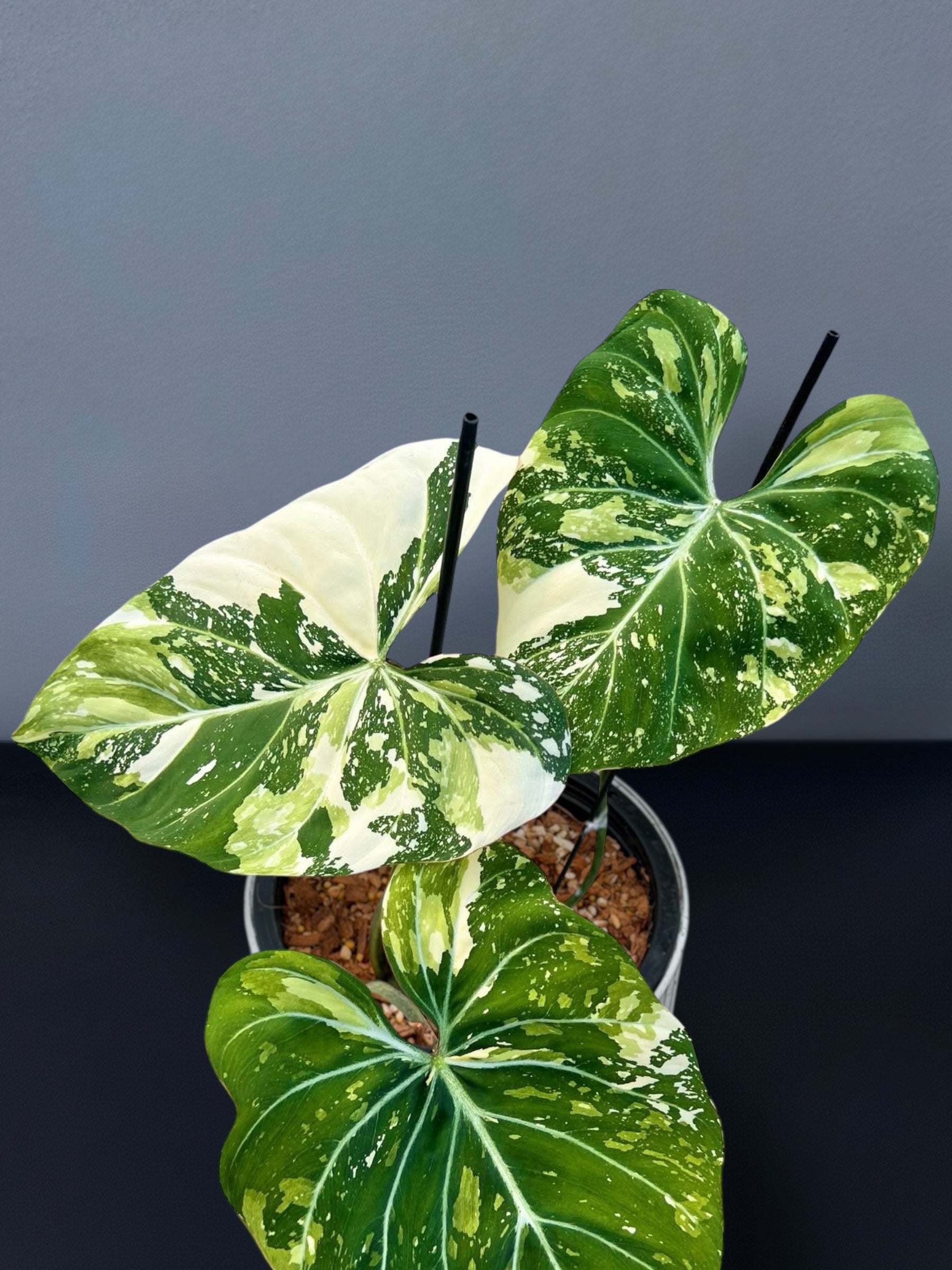 Philodendron Gloriosum Tricolor Variegated – Siamplantes