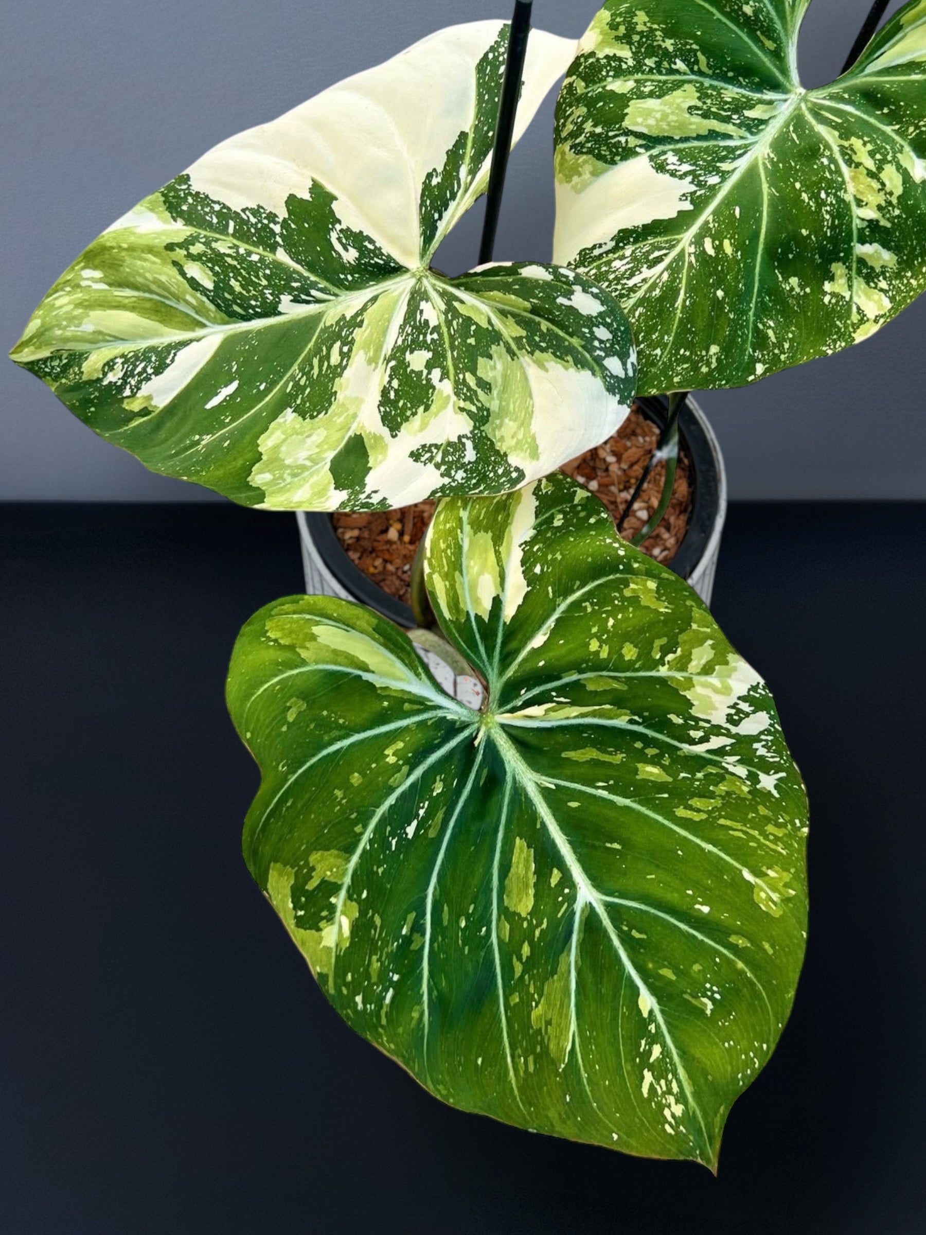 philodendron rare plants Philodendron Gloriosum Tricolor Variegated – Siamplantes