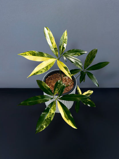 philodendron goeldii plant shipping Philodendron Goeldii Variegated – Siamplantes
