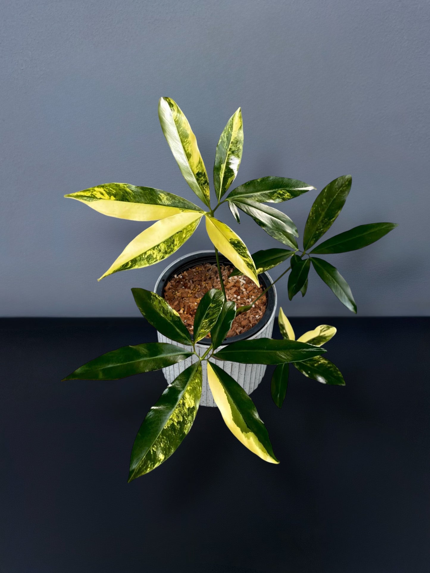 Philodendron Goeldii Variegated
