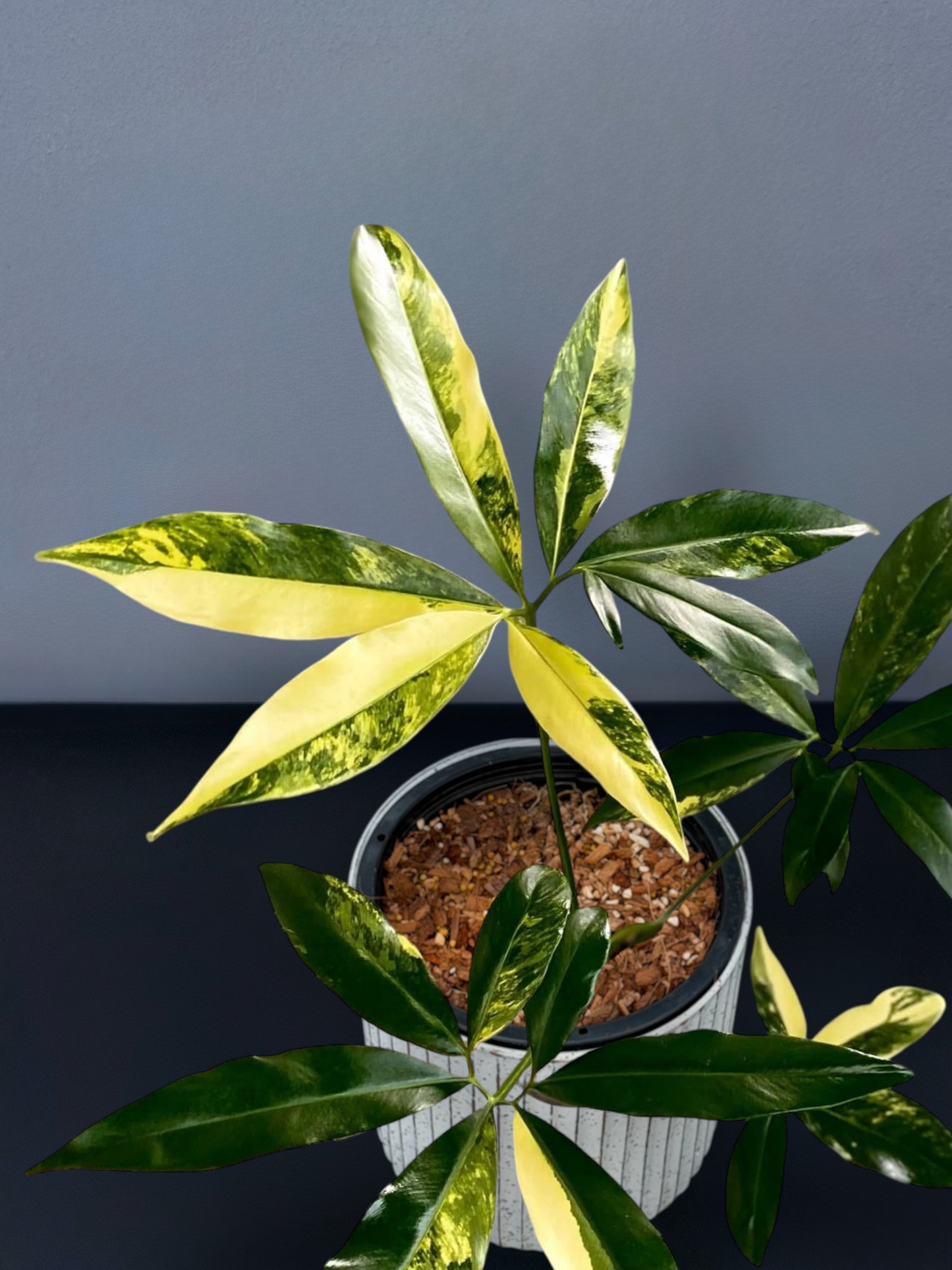 philodendron goeldii Philodendron Goeldii Variegated – Siamplantes