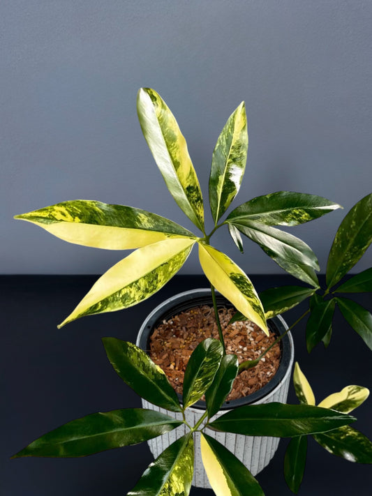 Philodendron Goeldii Variegated