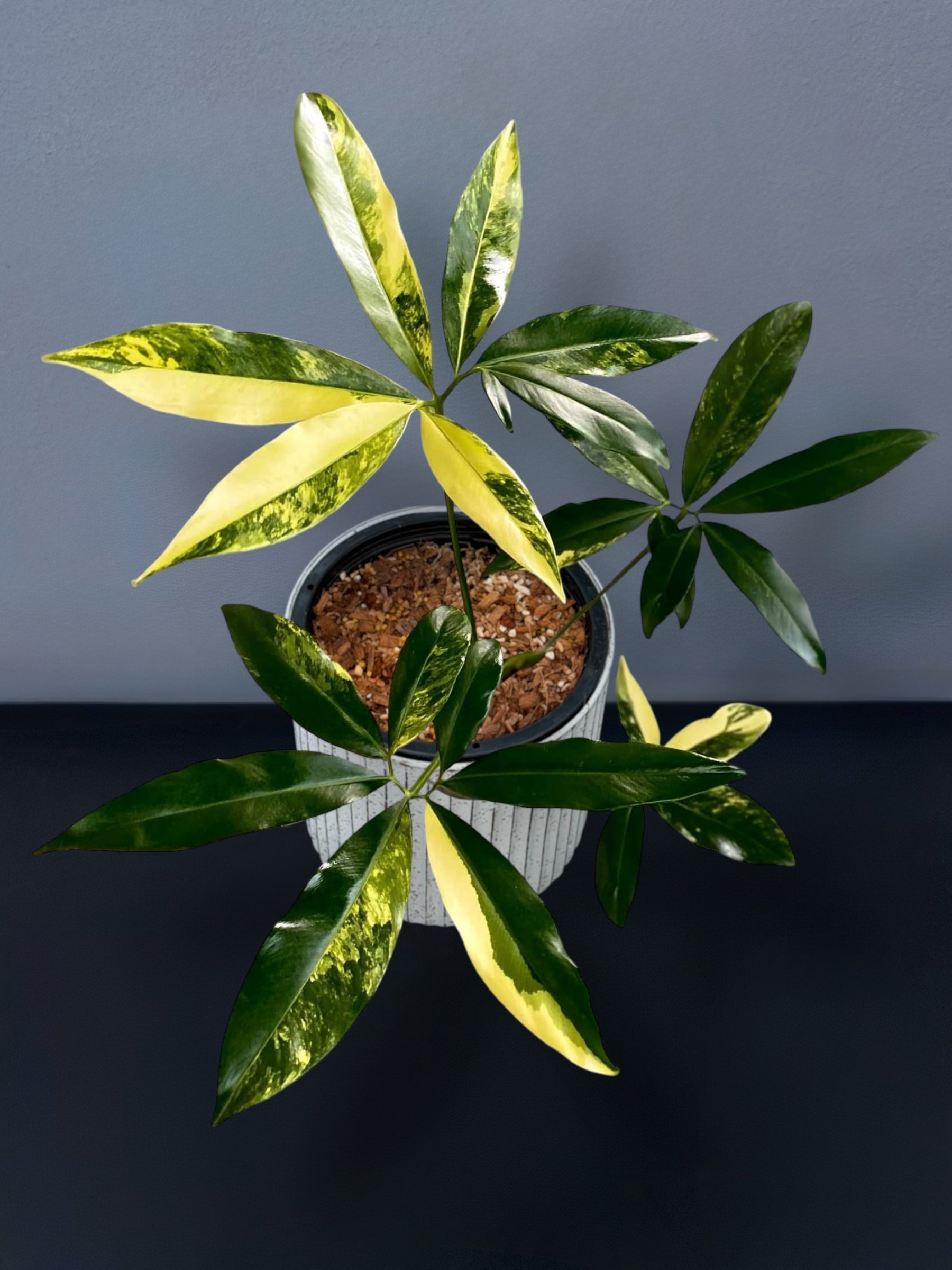 philodendron goeldii rare Philodendron Goeldii Variegated