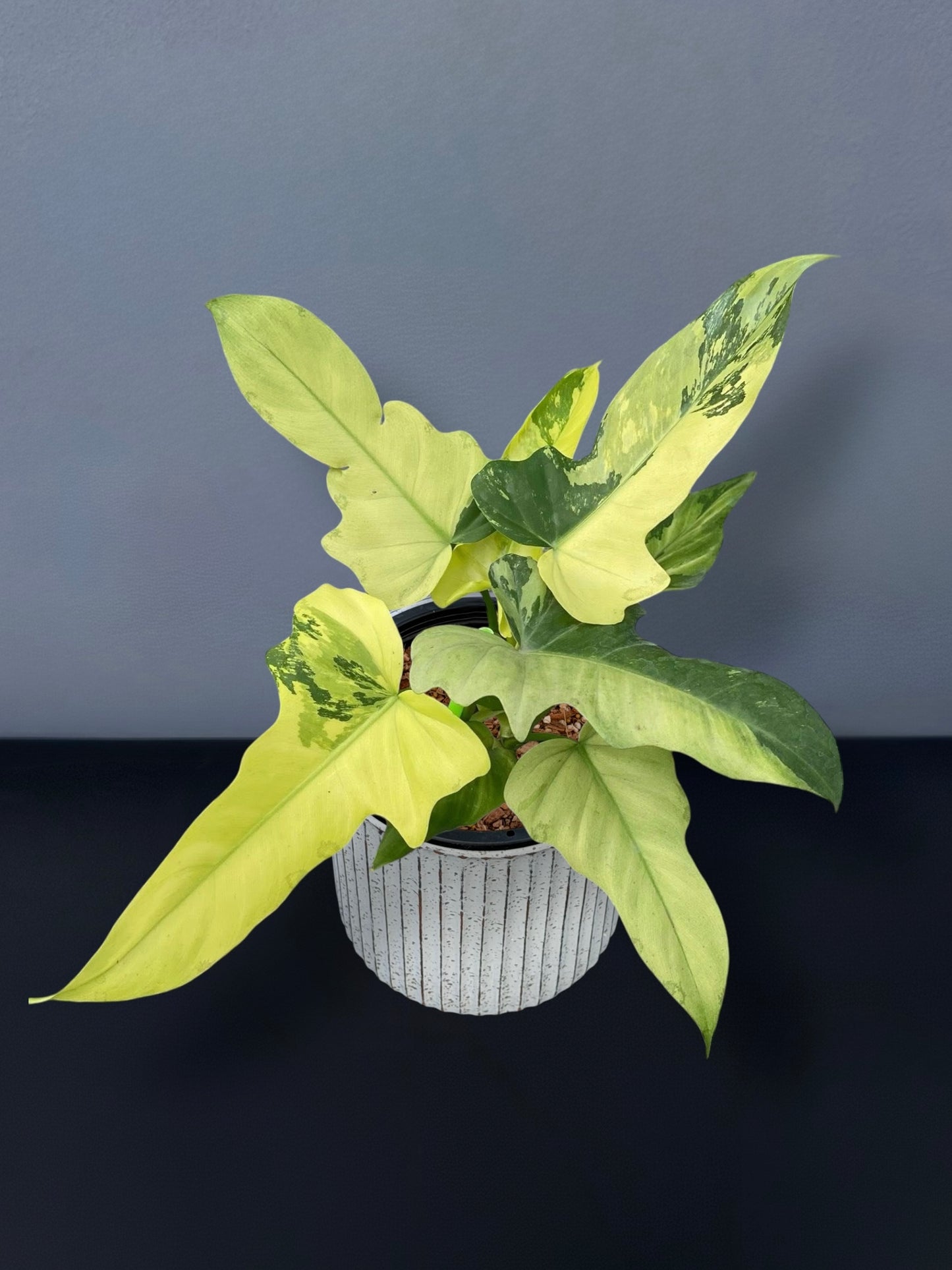 Philodendron Golden Dragon Mint Variegated
