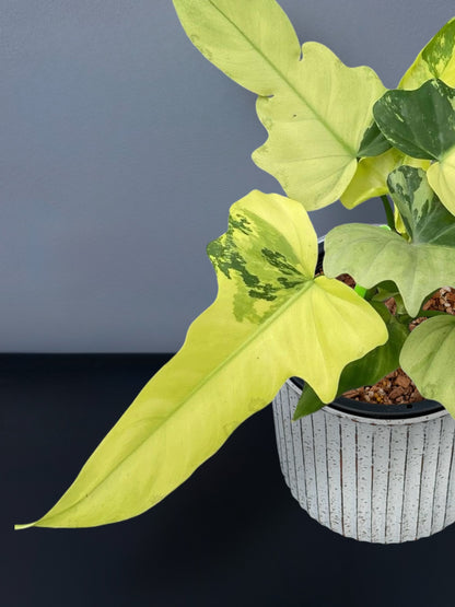 Philodendron Golden Dragon Mint Variegated