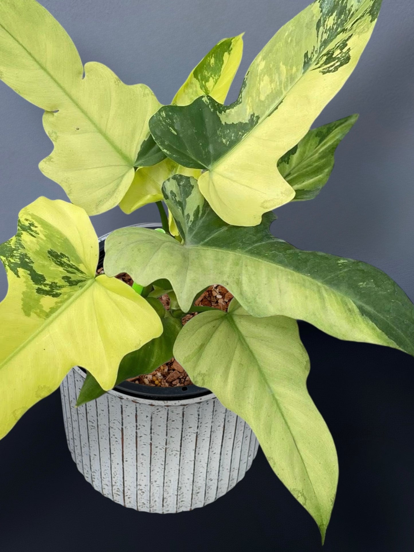 Philodendron Golden Dragon Mint Variegated