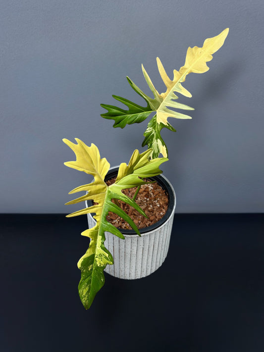 Philodendron Golden Dragon Variegated