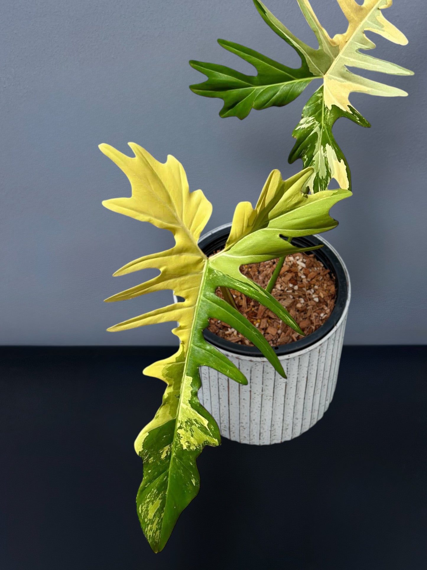 Philodendron Golden Dragon Variegated