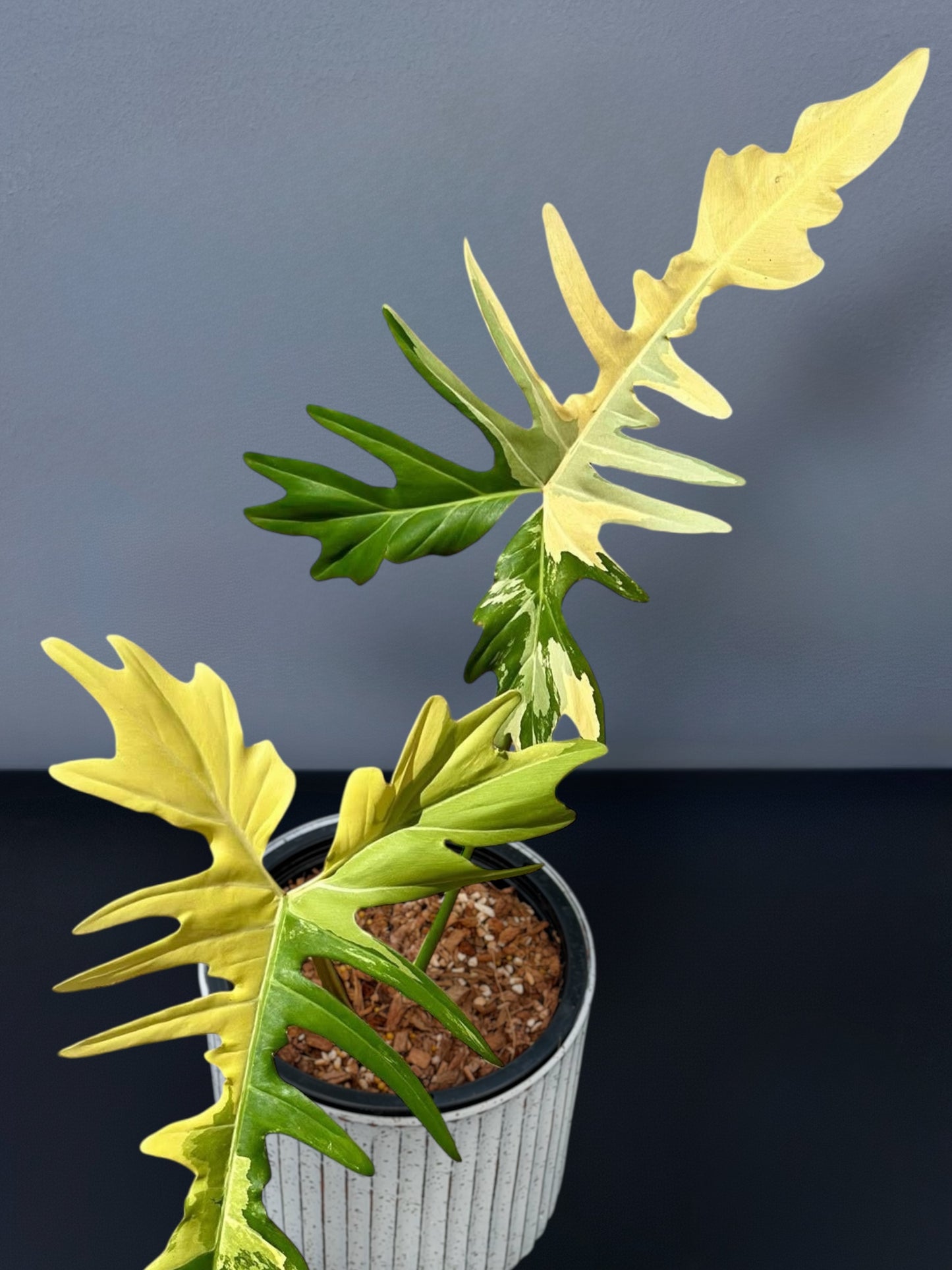 Philodendron Golden Dragon Variegated