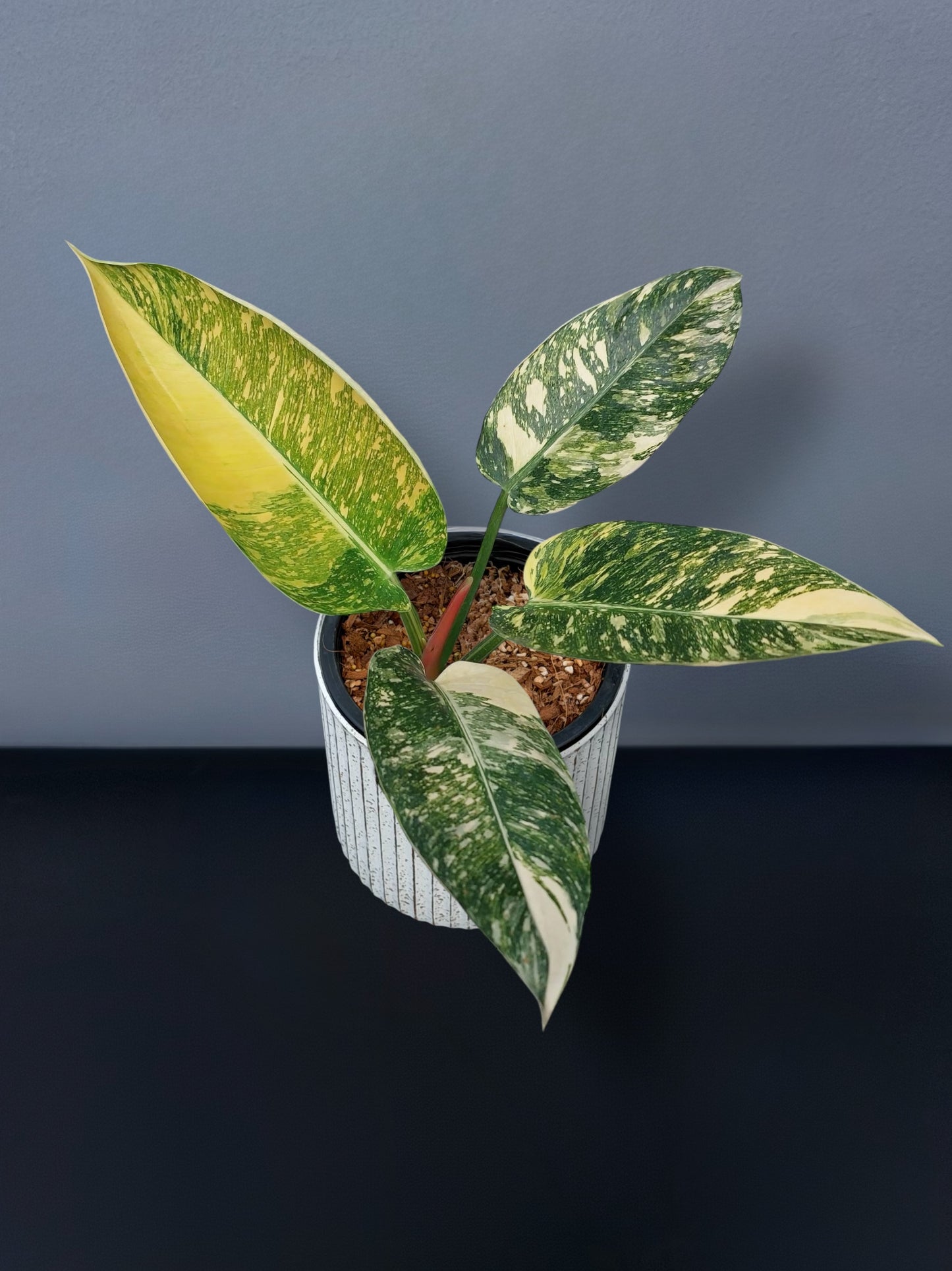 Philodendron Green Congo Hybrid Variegated