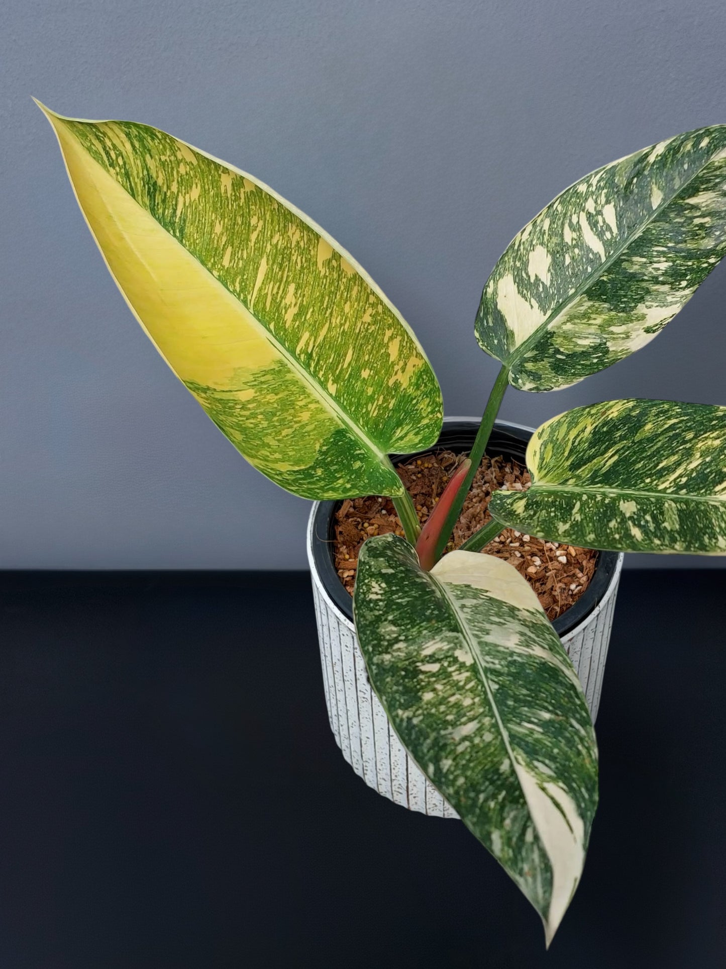 Philodendron Green Congo Hybrid Variegated