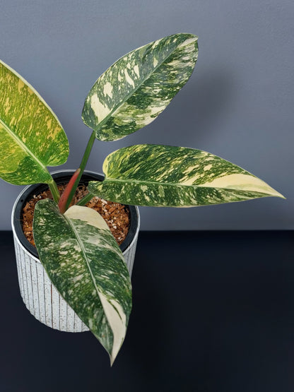 Philodendron Green Congo Hybrid Variegated