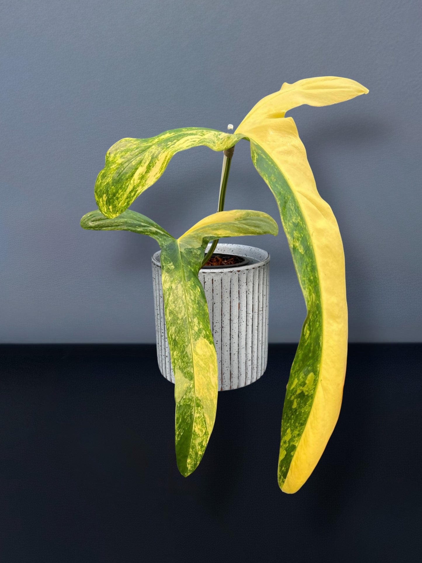 Philodendron Holtonianum Variegated