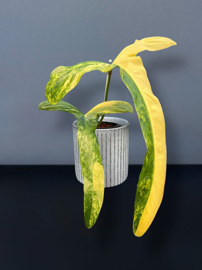 Philodendron Holtonianum Variegated