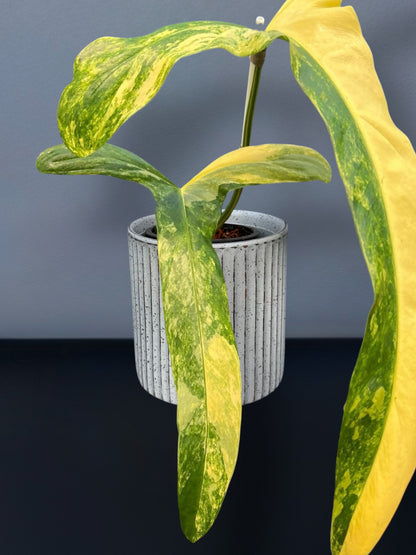 Philodendron Holtonianum Variegated