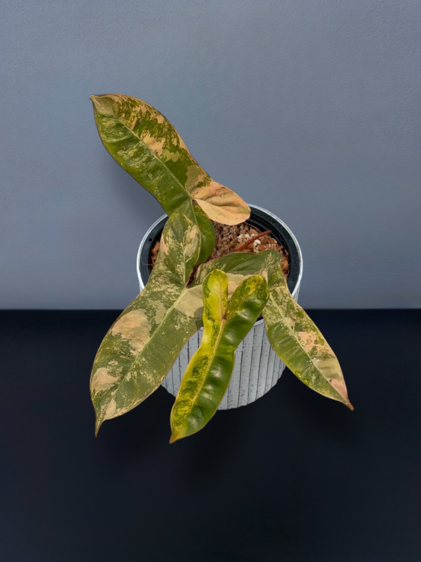 Philodendron Jennifer Variegated