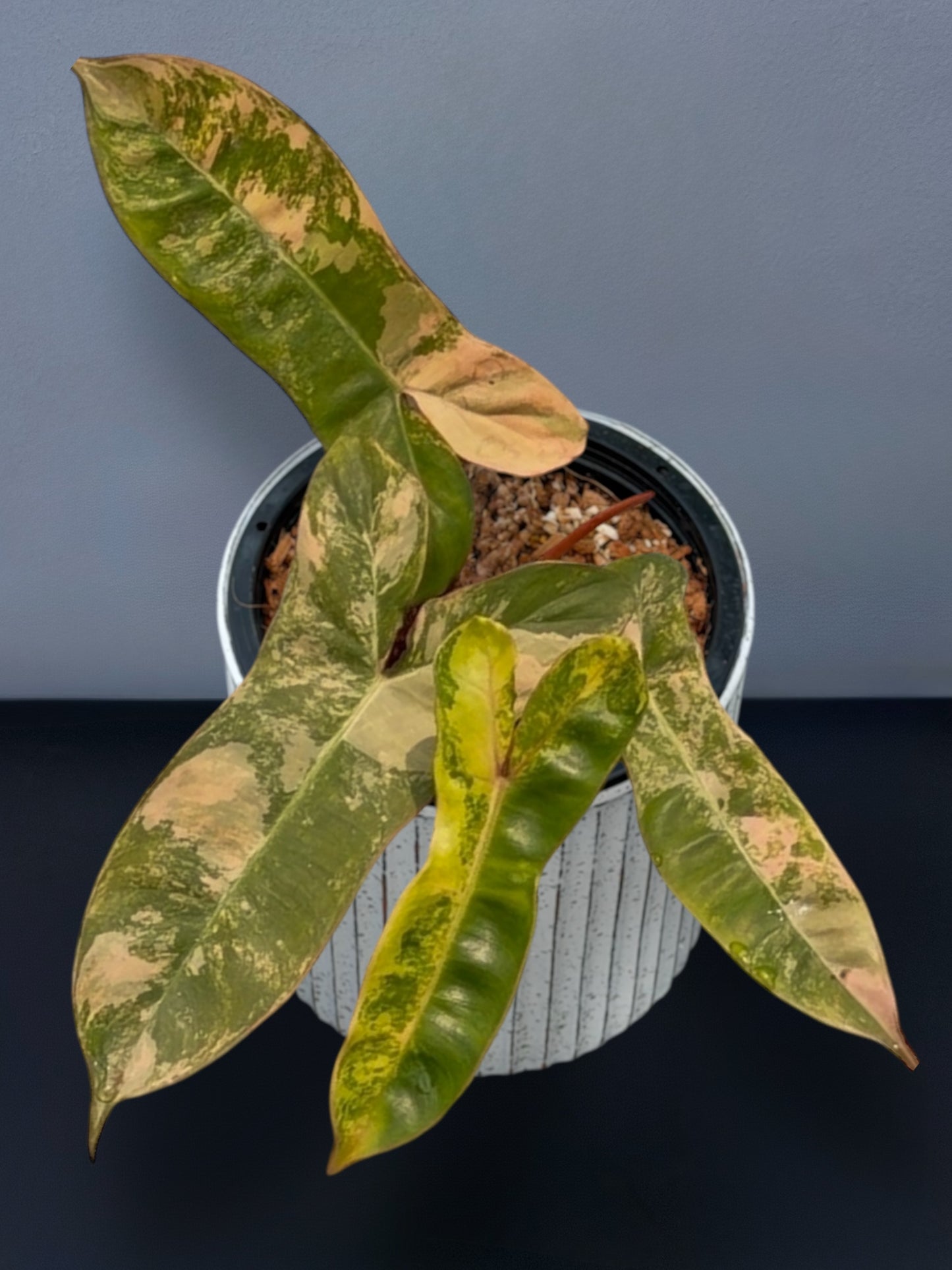 Philodendron Jennifer Variegated