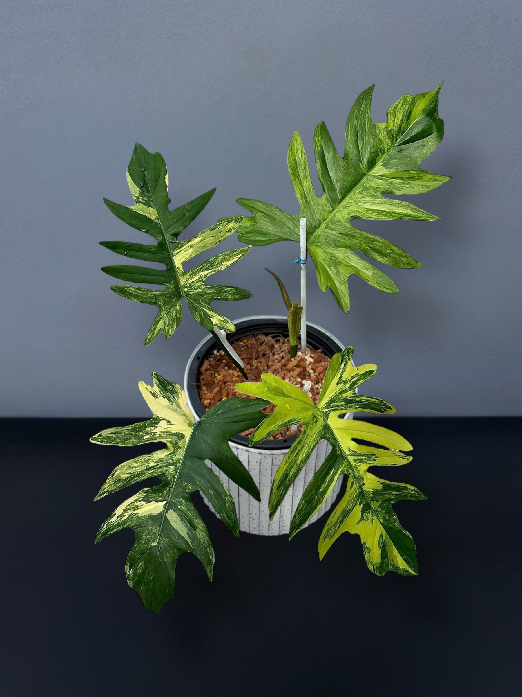 mayoi philodendron Philodendron Mayoi Variegated – Siamplantes