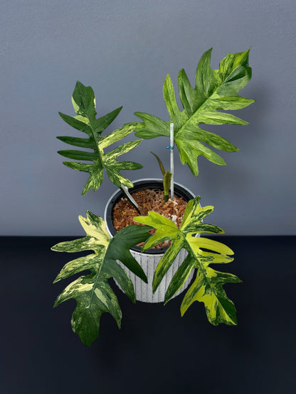 Philodendron Mayoi Variegated