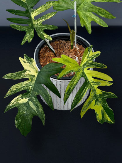 Philodendron Mayoi Variegated