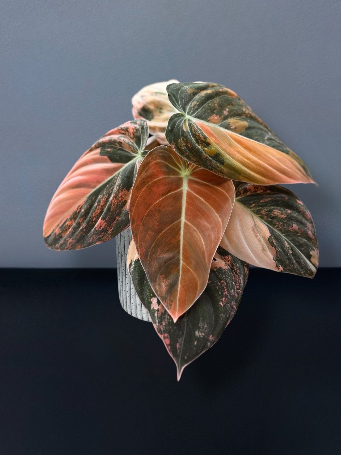 Philodendron Melanochrysum Orange Variegated