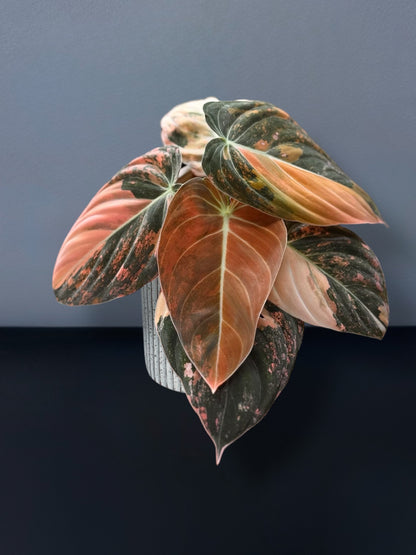 Philodendron Melanochrysum Orange Variegated
