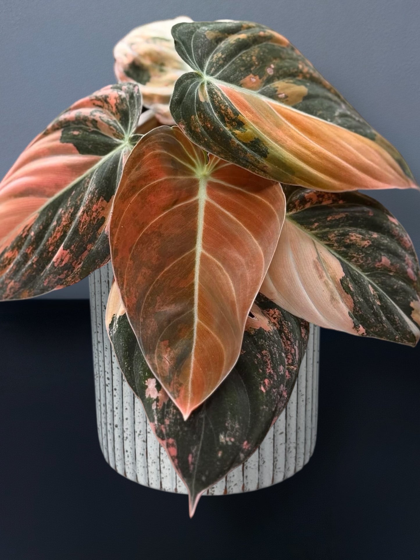Philodendron Melanochrysum Orange Variegated
