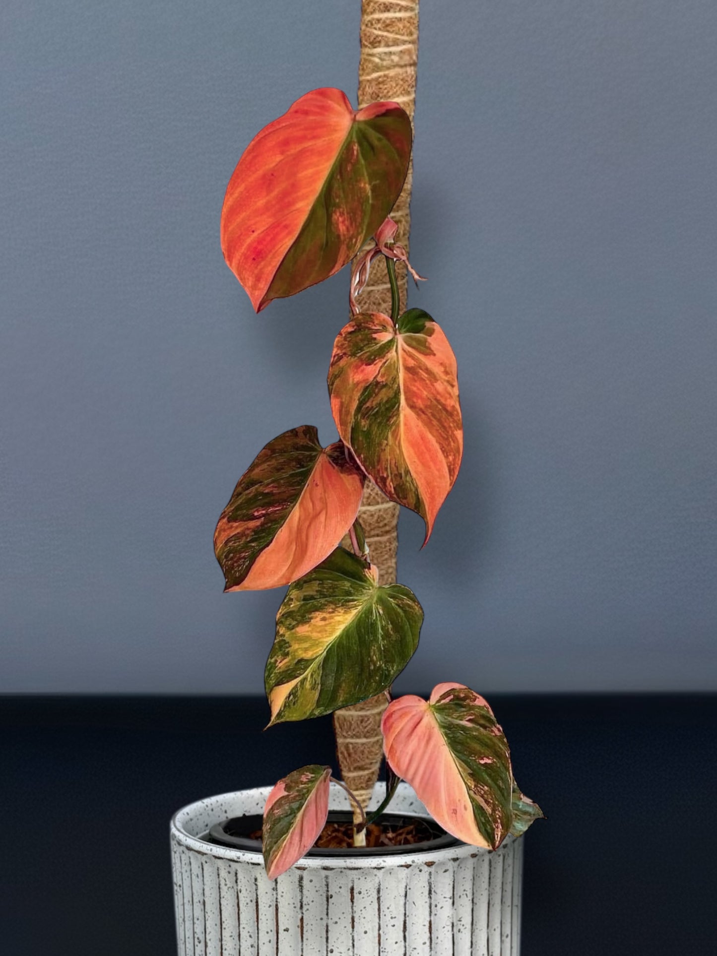 Philodendron Mican Pink Variegated