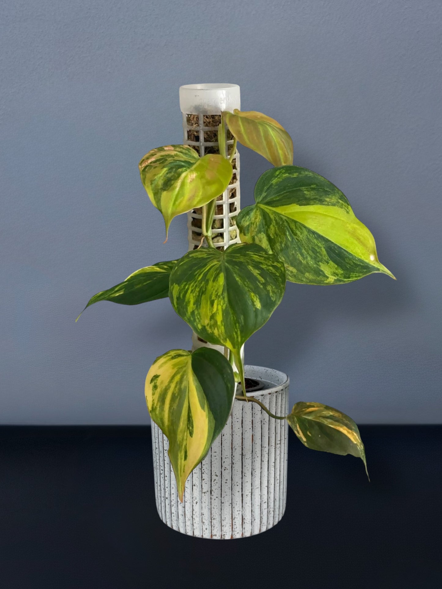 Philodendron Mican Variegated
