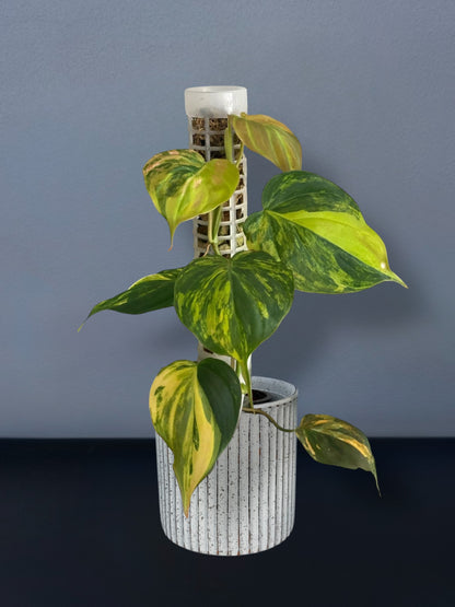 Philodendron Mican Variegated