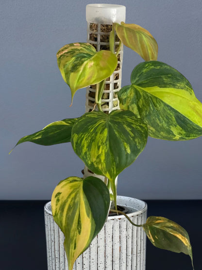 Philodendron Mican Variegated