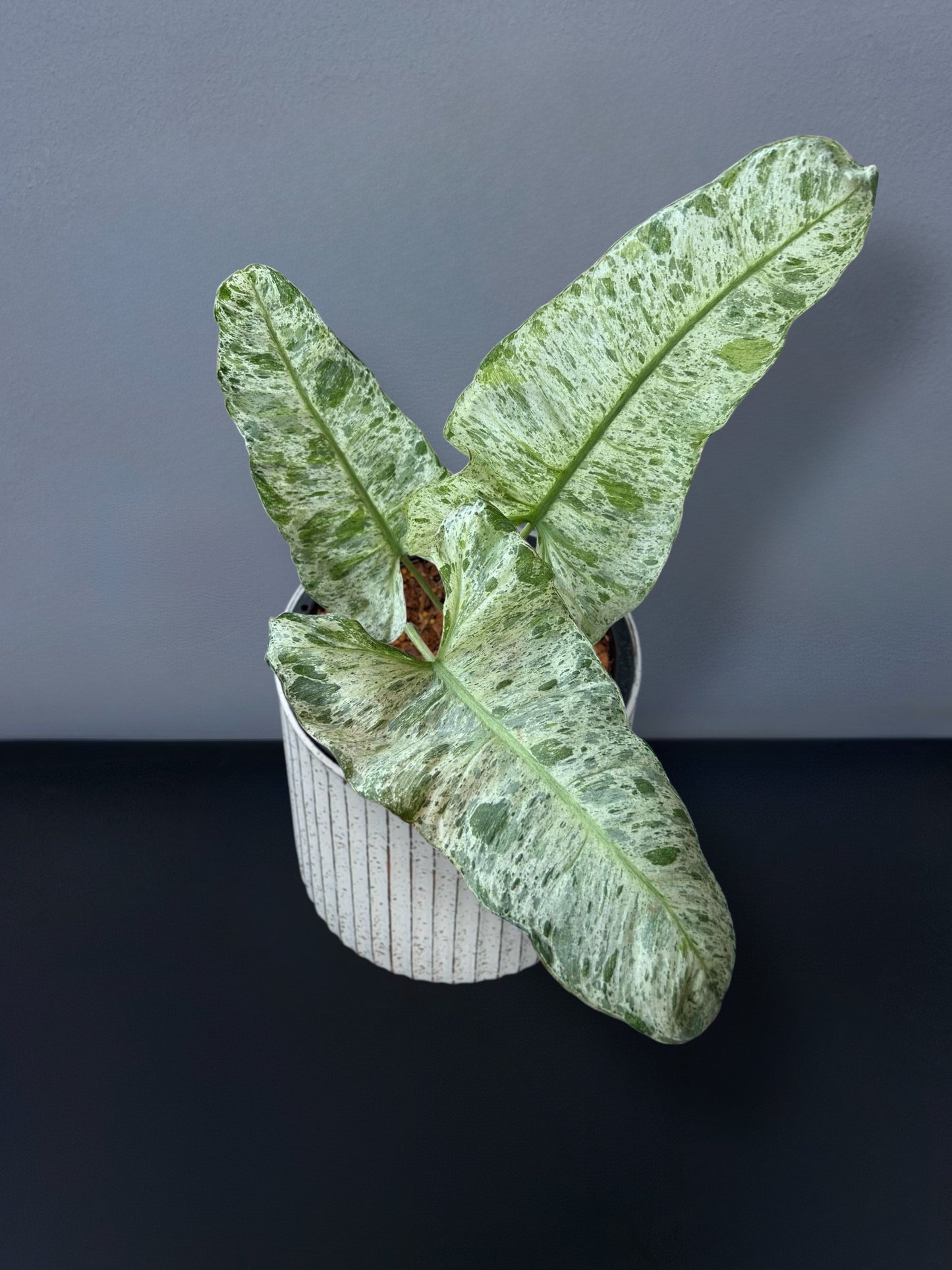 Philodendron Paraiso x Squamiferum Variegated