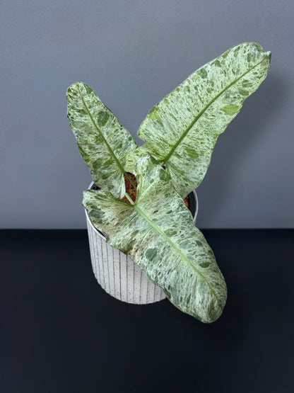 Philodendron Paraiso x Squamiferum Variegated
