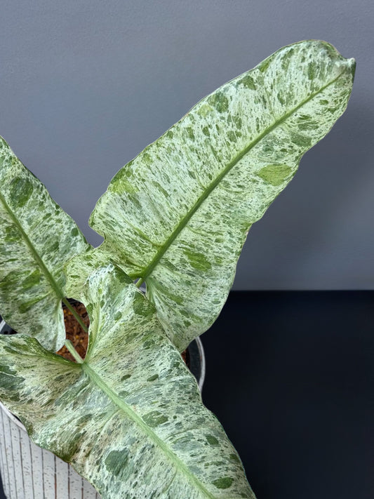 Philodendron Paraiso x Squamiferum Variegated