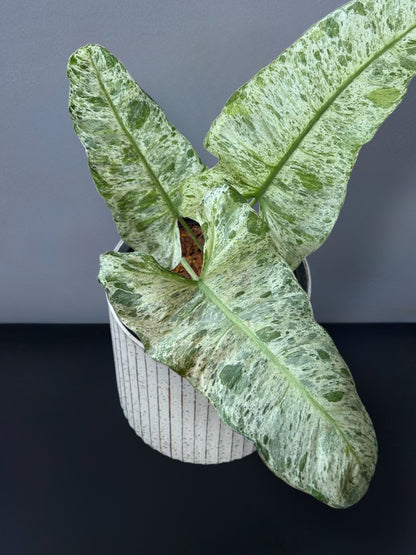 Philodendron Paraiso x Squamiferum Variegated