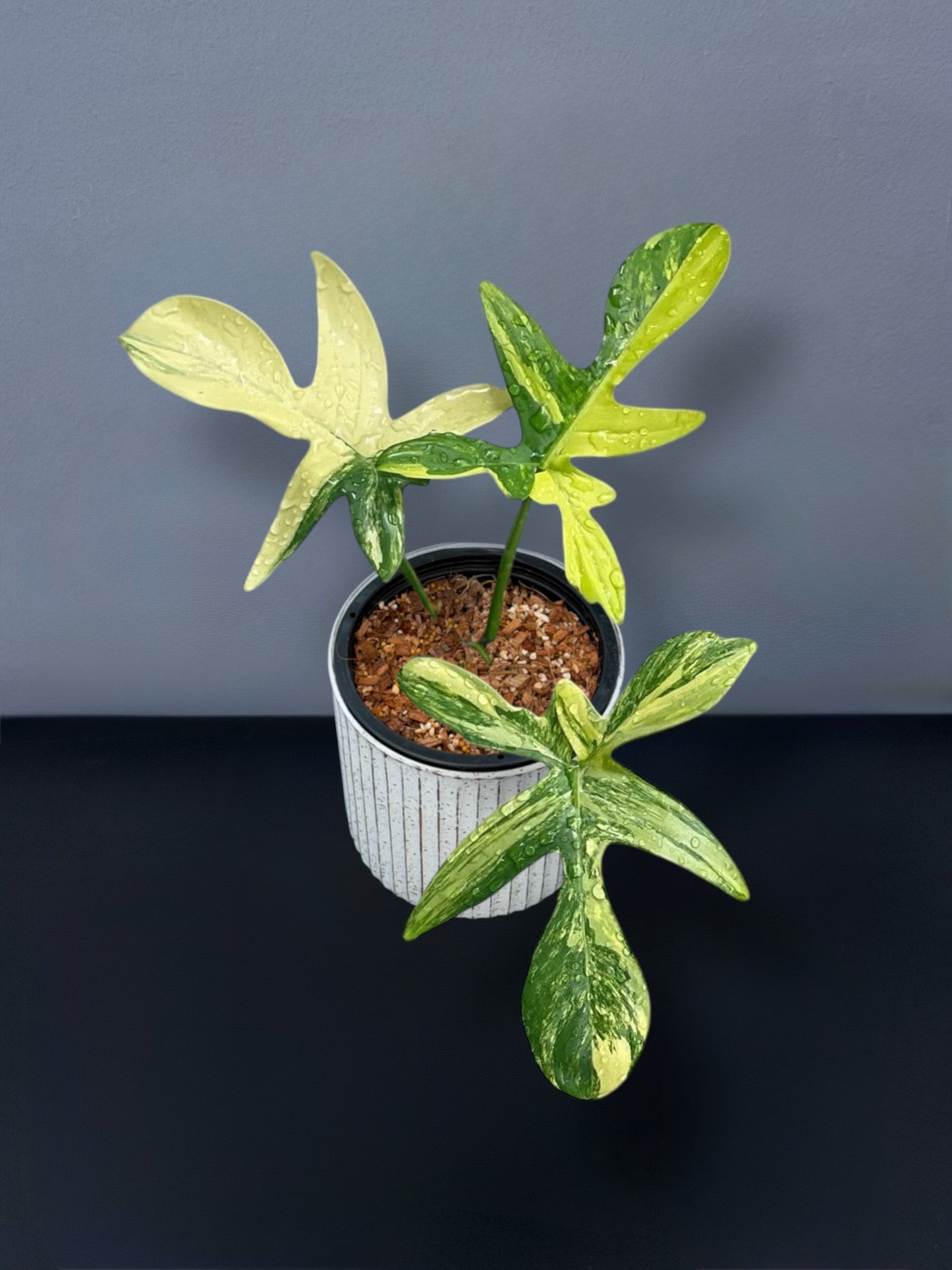 Philodendron Petadum Variegated