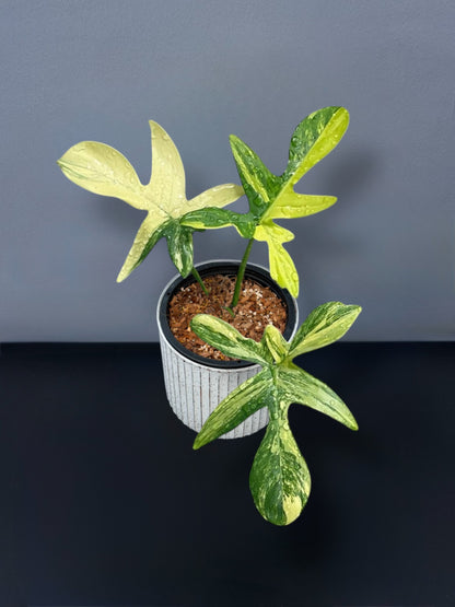 Philodendron Petadum Variegated