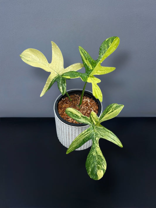 Philodendron Petadum Variegated