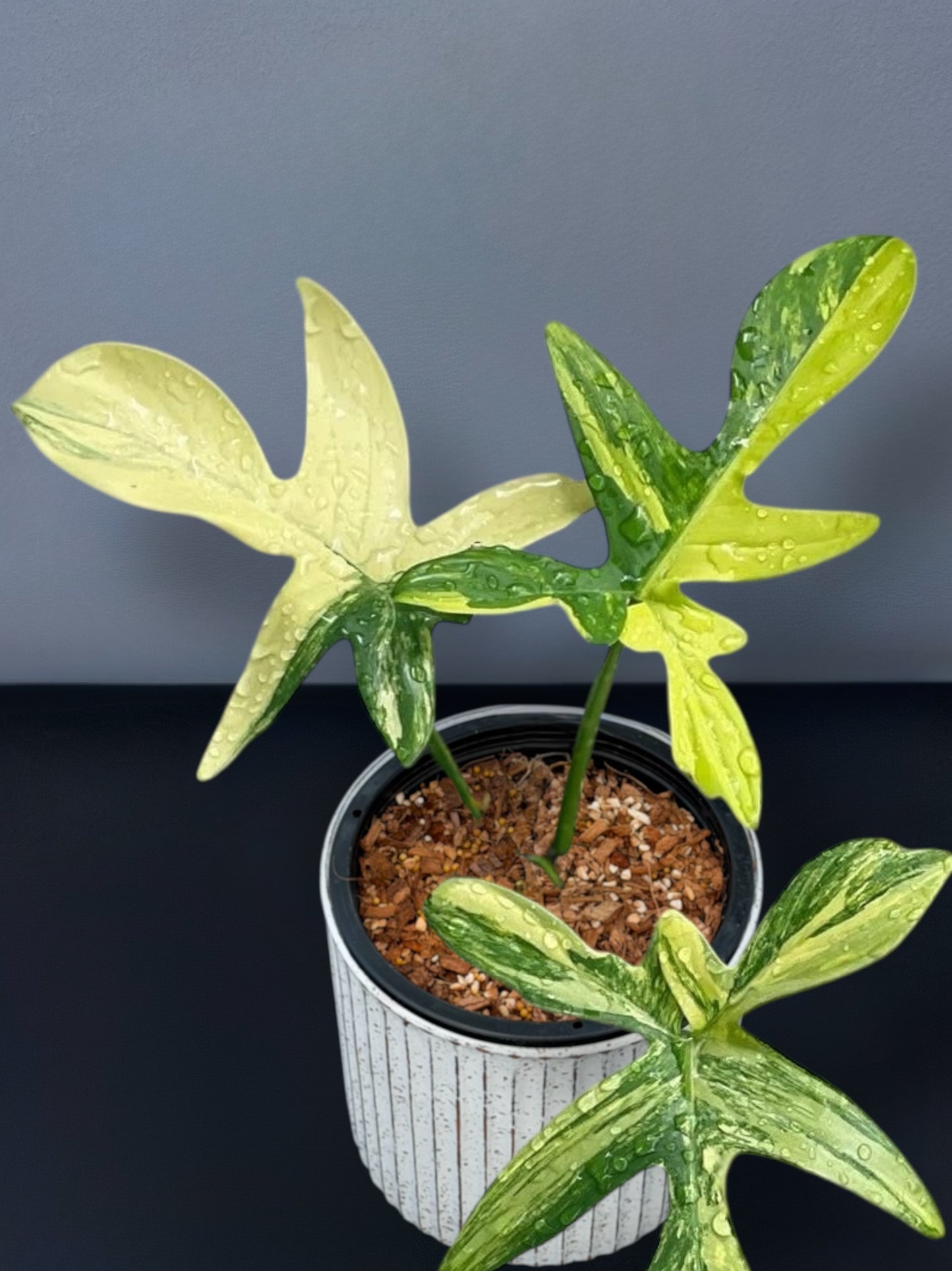 Philodendron Petadum Variegated