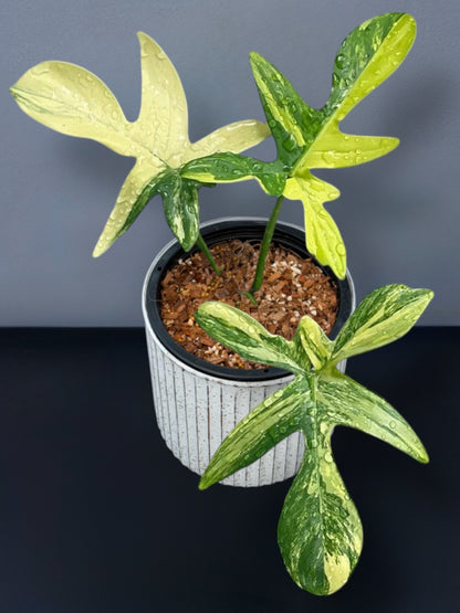 Philodendron Petadum Variegated