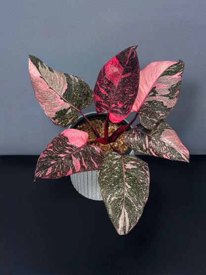 Philodendron Pink Princess Marble Variegated