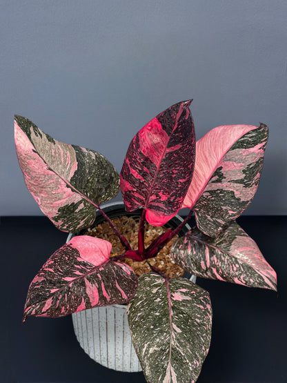 Philodendron Pink Princess Marble Variegated