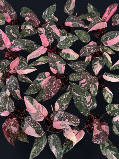 Philodendron Pink Princess Marble Variegated - Wholesale Sets