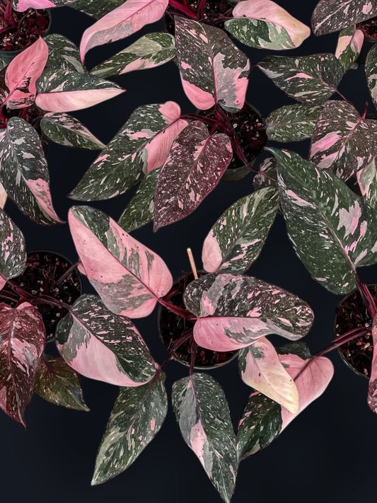 Philodendron Pink Princess Marble Variegated - Wholesale Sets