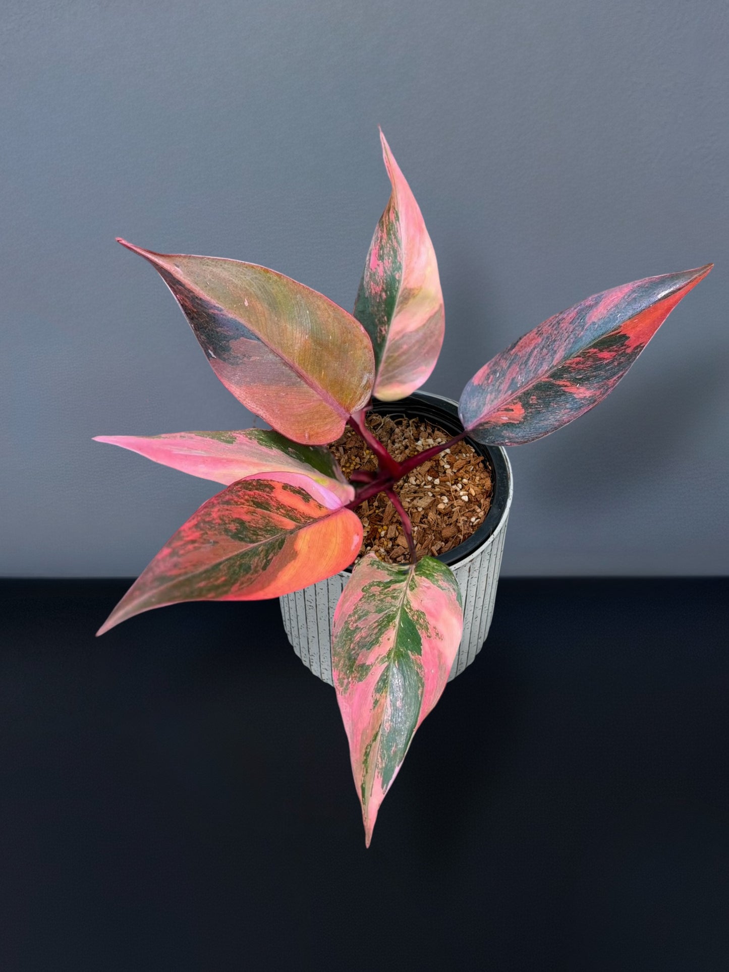 Philodendron Pink Princess Tricolor Variegated