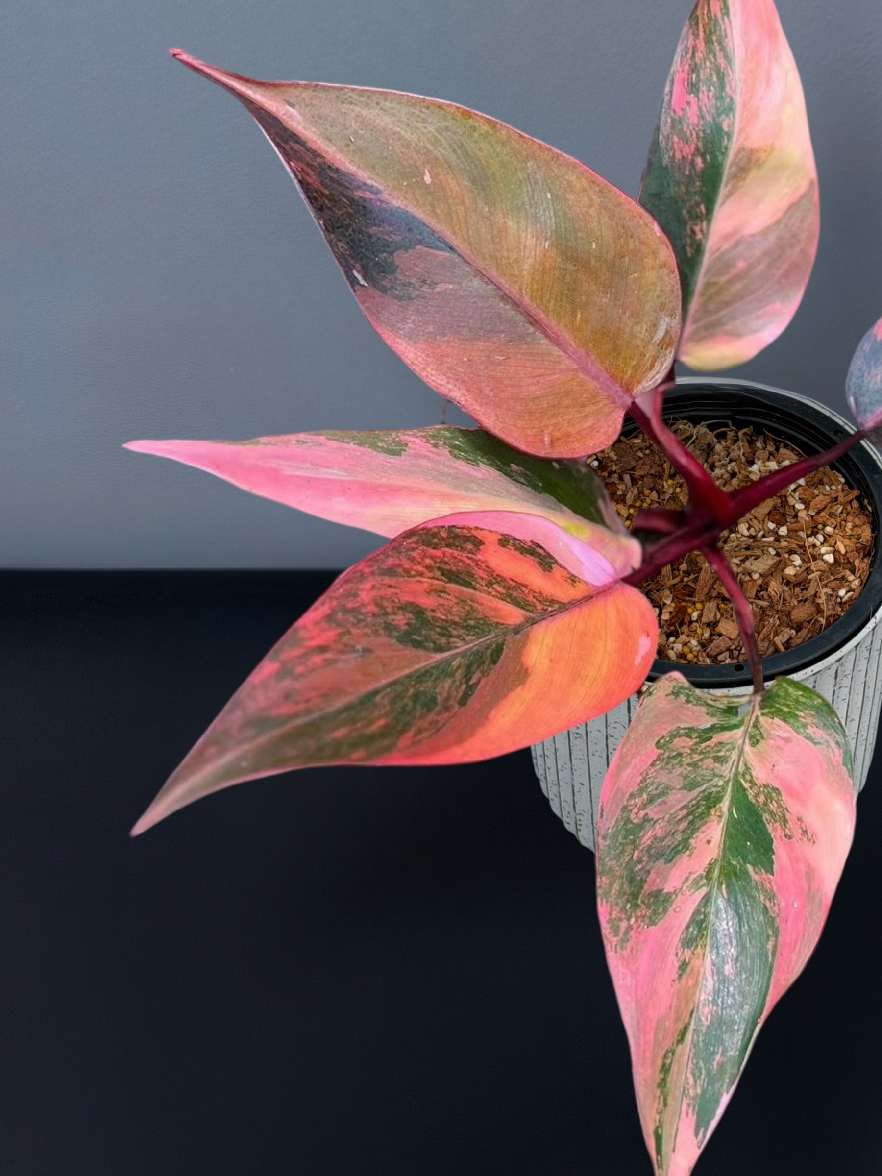 highly variegated pink princess philodendron Philodendron Pink Princess Tricolor Variegated – Siamplantes