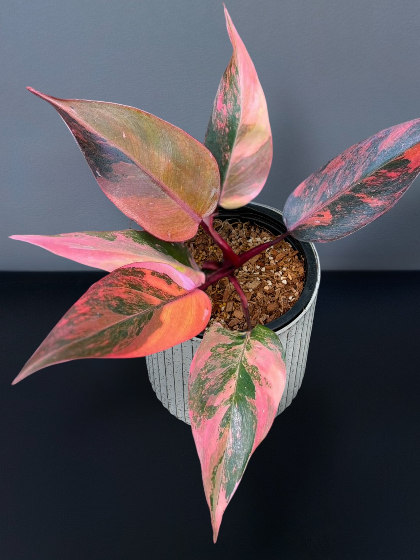 Philodendron Pink Princess Tricolor Variegated