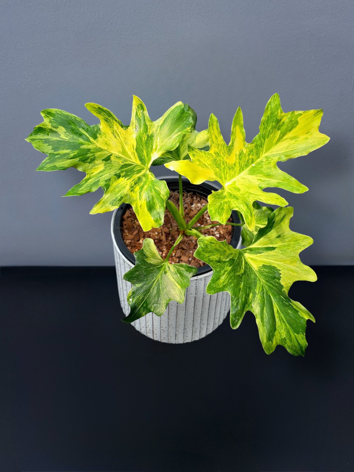 Philodendron Selloum Variegated