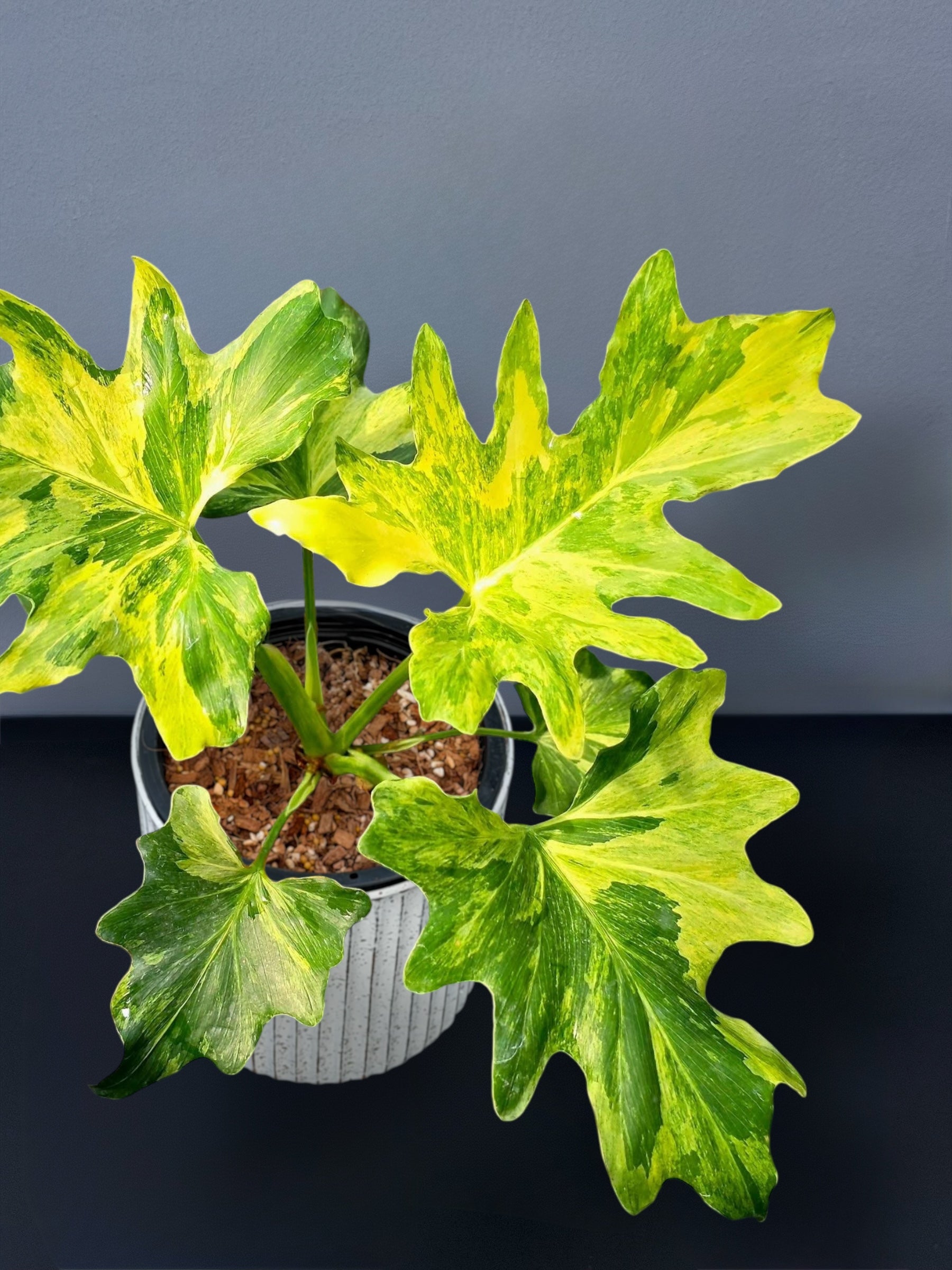 ☆*様 Philodendron selloum variegata Philodendron Selloum Variegated – Siamplantes